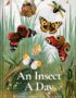 An Insect a Day